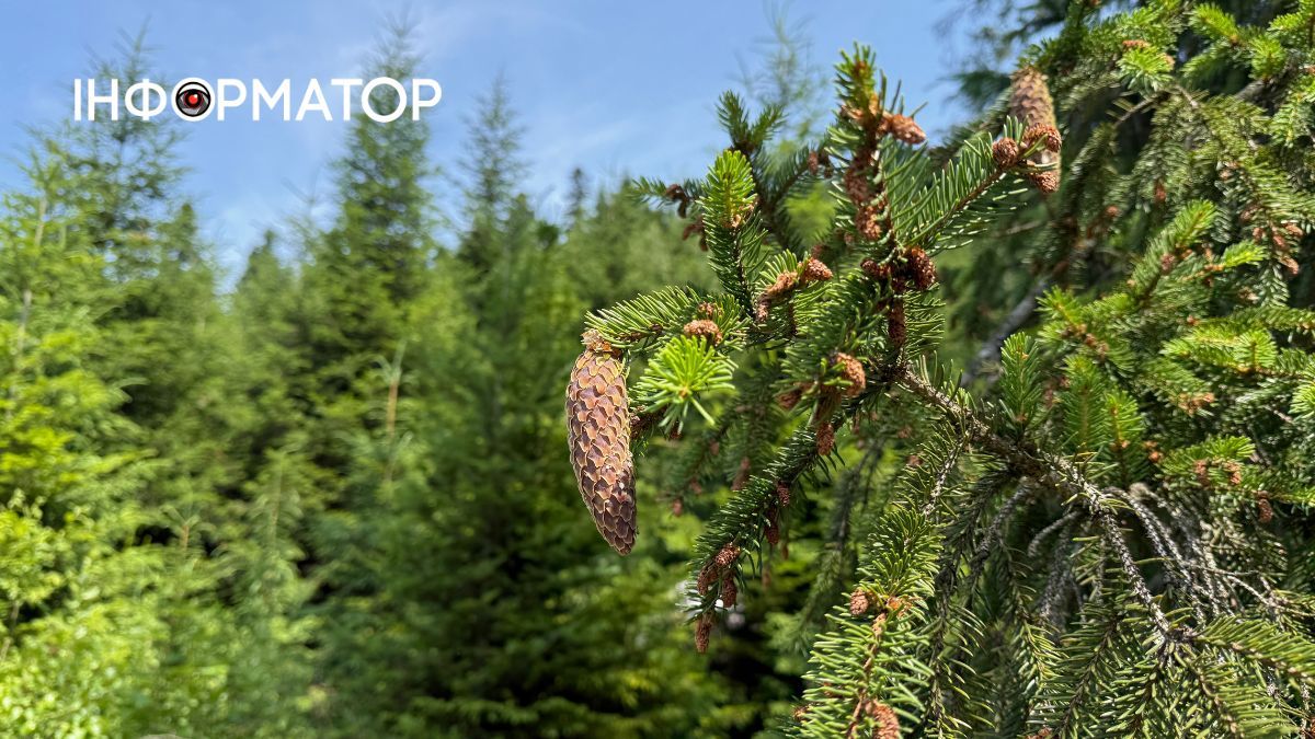 Магія зеленого літа: фотоподорож липневими Карпатами 2