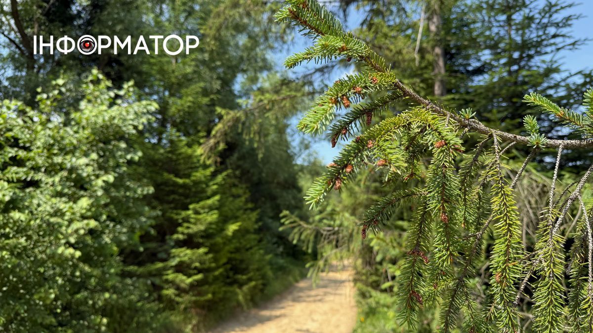Магія зеленого літа: фотоподорож липневими Карпатами 4