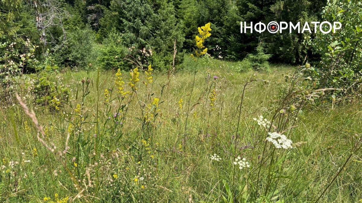 Магія зеленого літа: фотоподорож липневими Карпатами 6