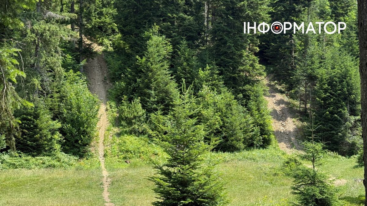 Магія зеленого літа: фотоподорож липневими Карпатами 9