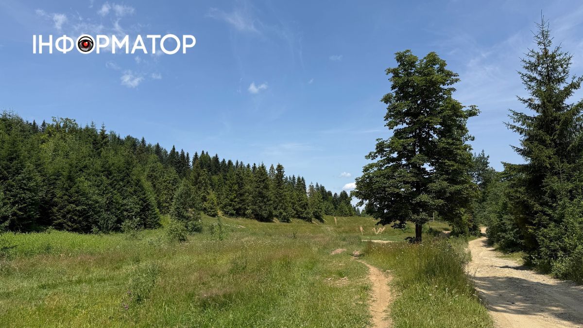 Магія зеленого літа: фотоподорож липневими Карпатами 11