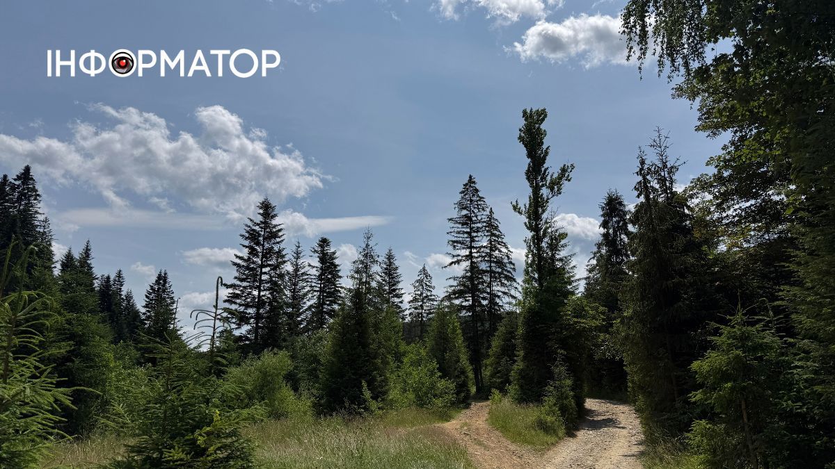 Магія зеленого літа: фотоподорож липневими Карпатами 12
