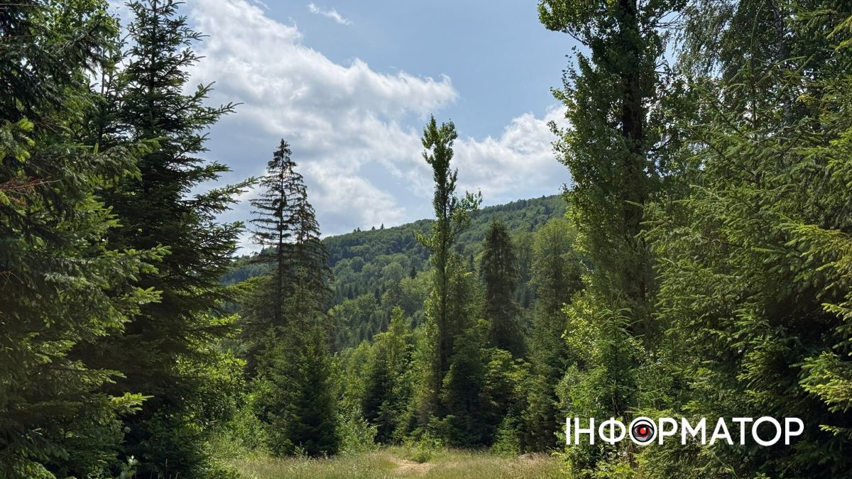 Магія зеленого літа: фотоподорож липневими Карпатами 14