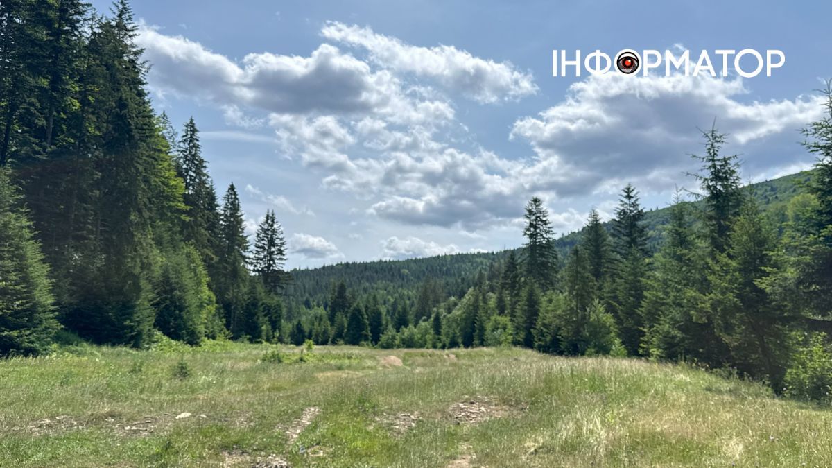 Магія зеленого літа: фотоподорож липневими Карпатами 19