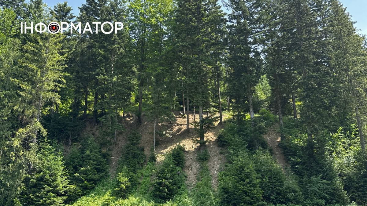 Магія зеленого літа: фотоподорож липневими Карпатами 17