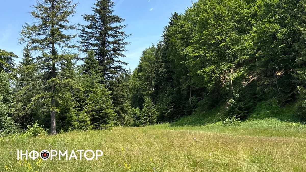 Магія зеленого літа: фотоподорож липневими Карпатами 18