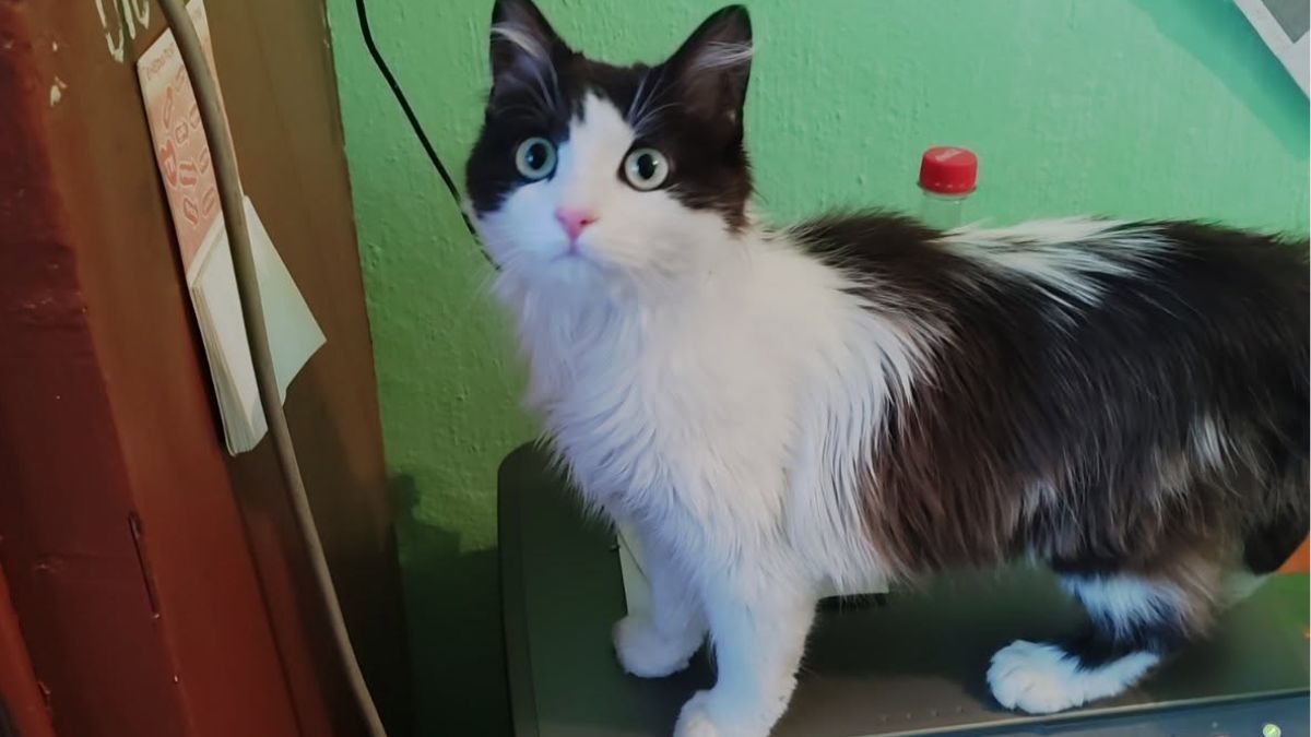 Пухнастики у Коломиї шукають люблячі родини 3