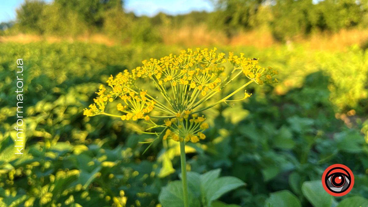 що посадити після збору часнику та цибулі на городі