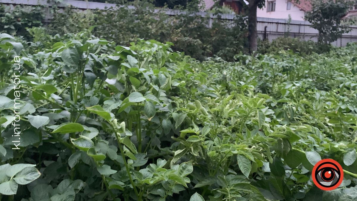 Календар городника: що робити на ділянці з 20 по 26 липня