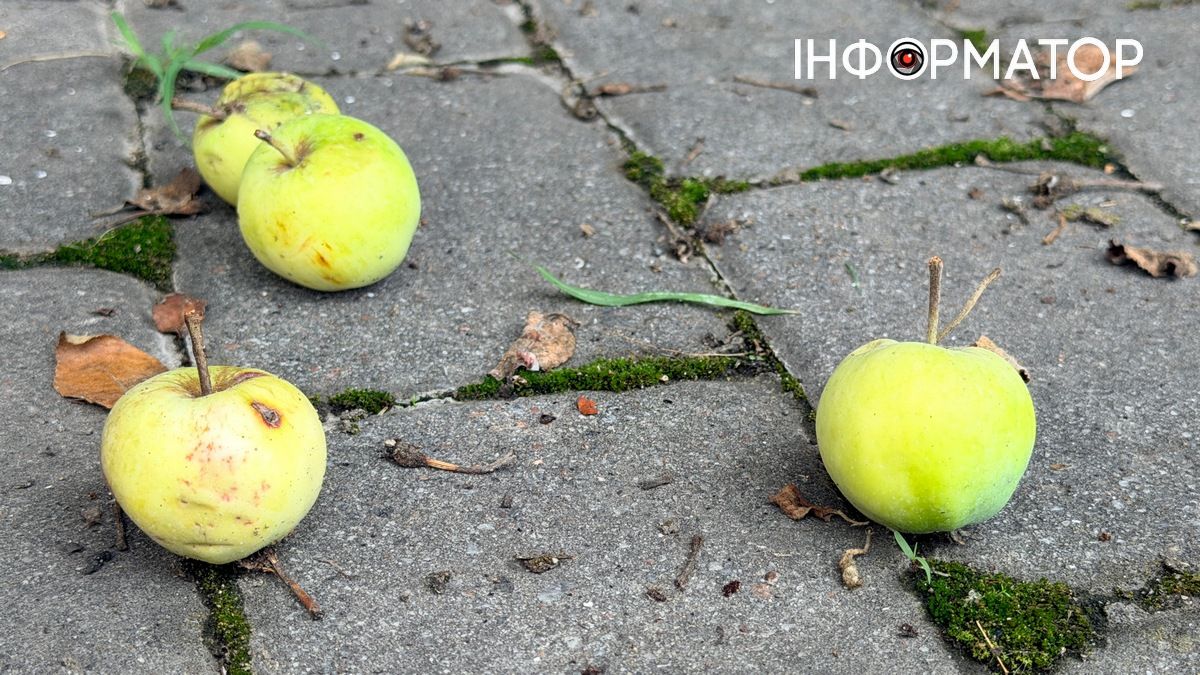 Яблука опадають незрілими? Чому так та як цьому запобігти