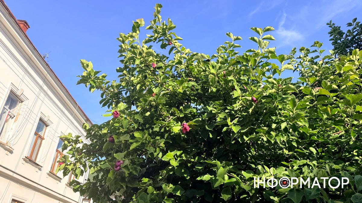Магнолія знову цвіте у Коломиї. Фотофакт 3