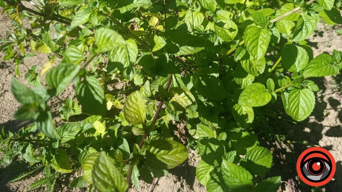 Рожеве море Карпат: мандрівниця поділилася враженнями від цвітіння іван-чаю 3