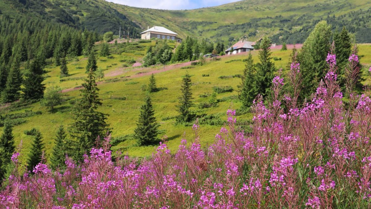 Рожеве море Карпат: мандрівниця поділилася враженнями від цвітіння іван-чаю 1