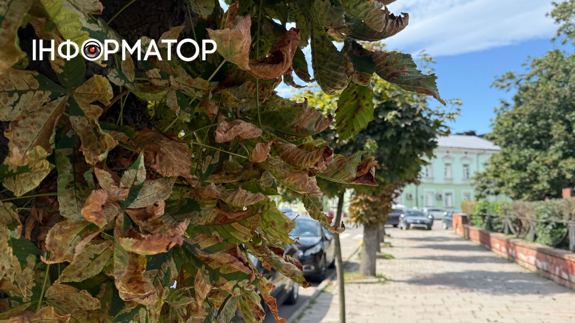 Як Коломия поступово міняє зелені барви на золоті