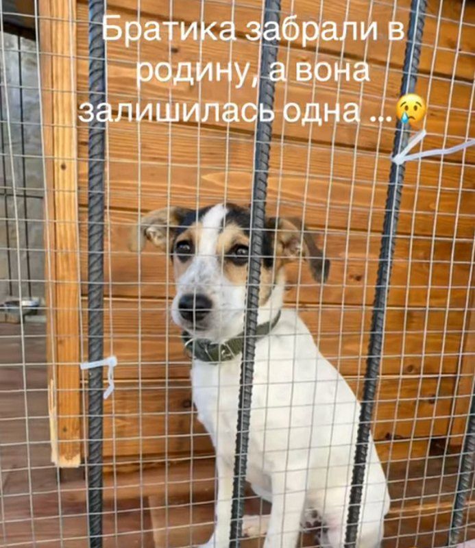 Прихистіть чотирилапих: які тваринки у Коломиї зараз потребують сімʼї та дому 5