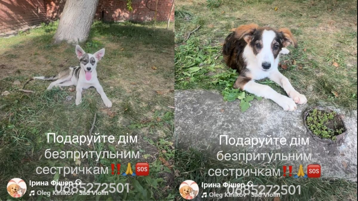 Прихистіть чотирилапих: які тваринки у Коломиї зараз потребують сімʼї та дому 6