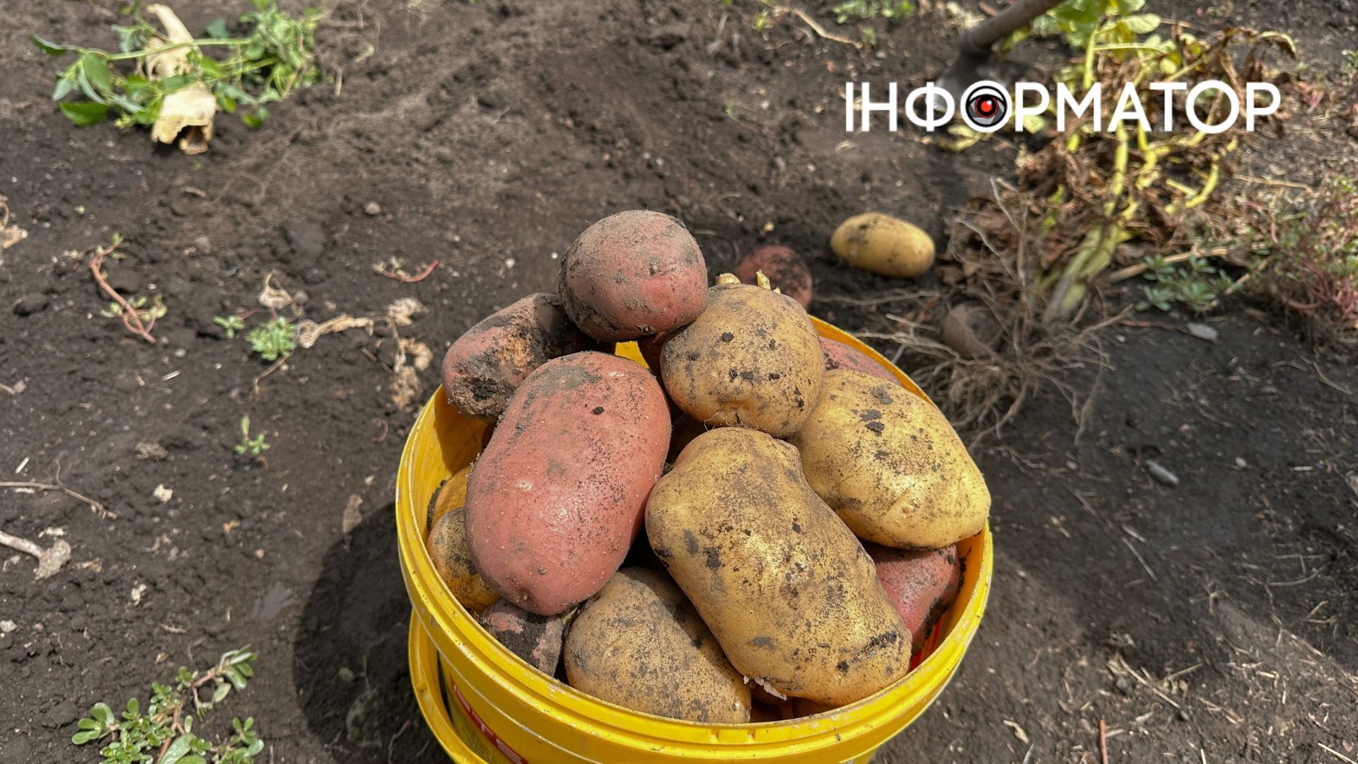 Чому свіжовикопану картоплю не можна одразу ховати у погріб