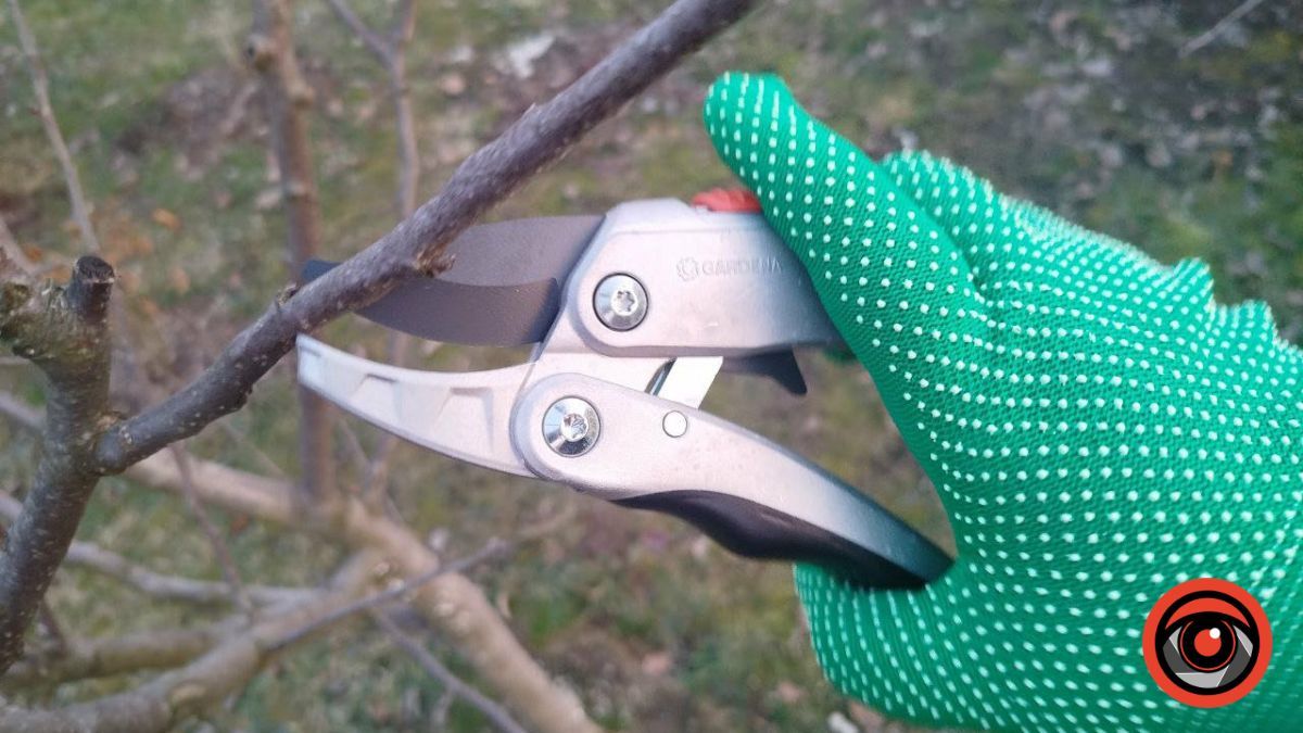 Які дерева категорично не можна обрізати у вересні — поради садівника
