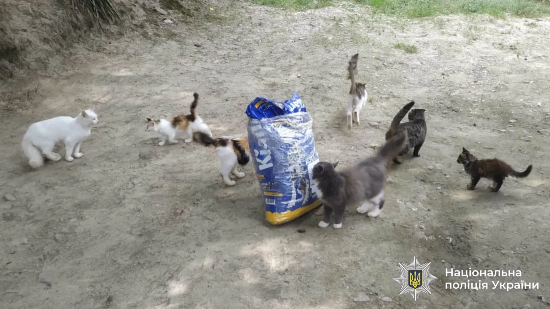Поліція з'ясувала деталі скандального відео у Косові