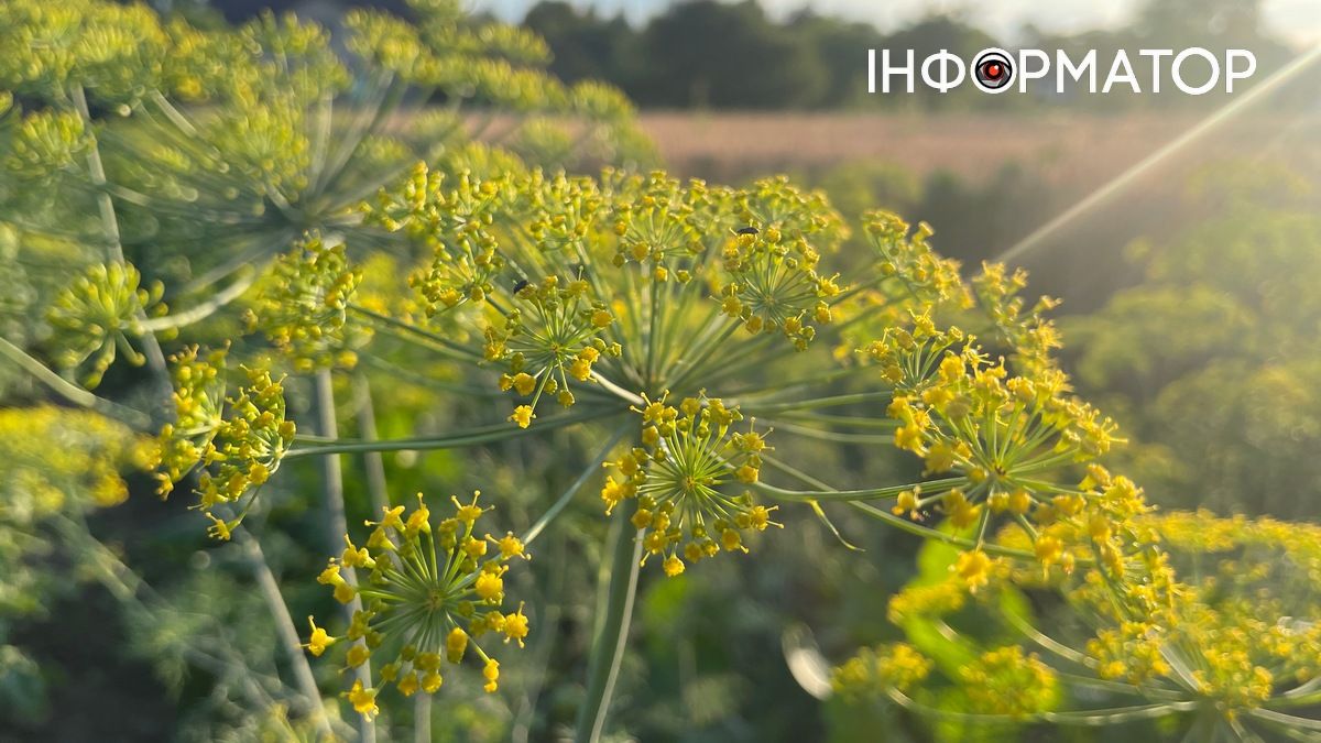 Що посіяти у вересні, щоб встигнути зібрати врожай до морозів