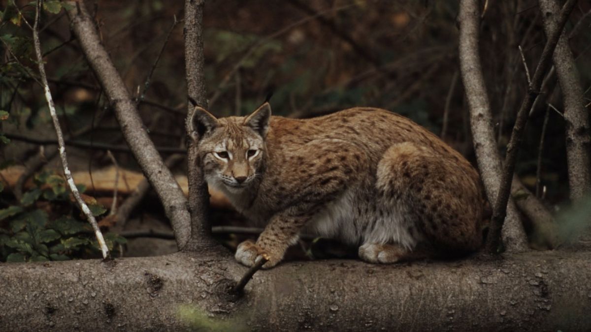 WWF-Україна досліджуватиме життя риссі євразійської у Карпатах