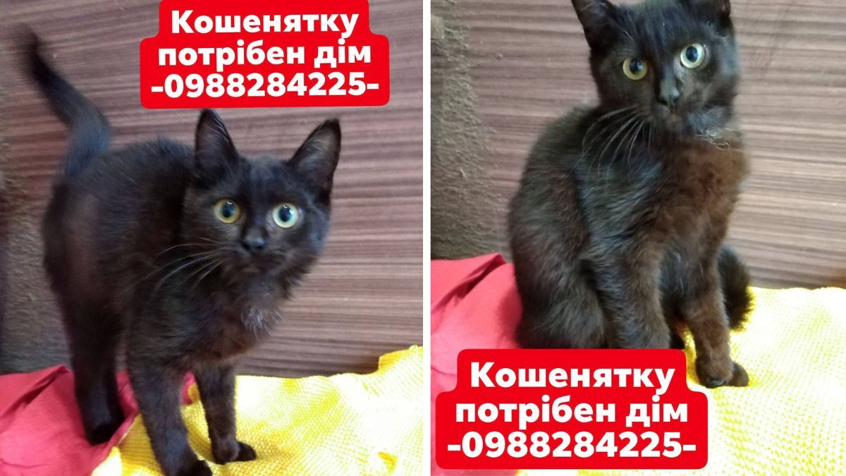 Шукають нову домівку: добірка чотирилапих у Коломиї 3