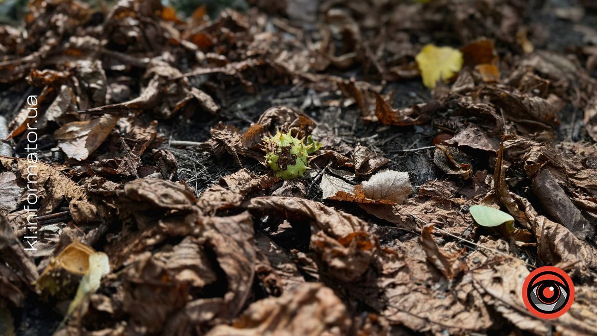 Коломия в осінніх барвар: фоторепортаж 6