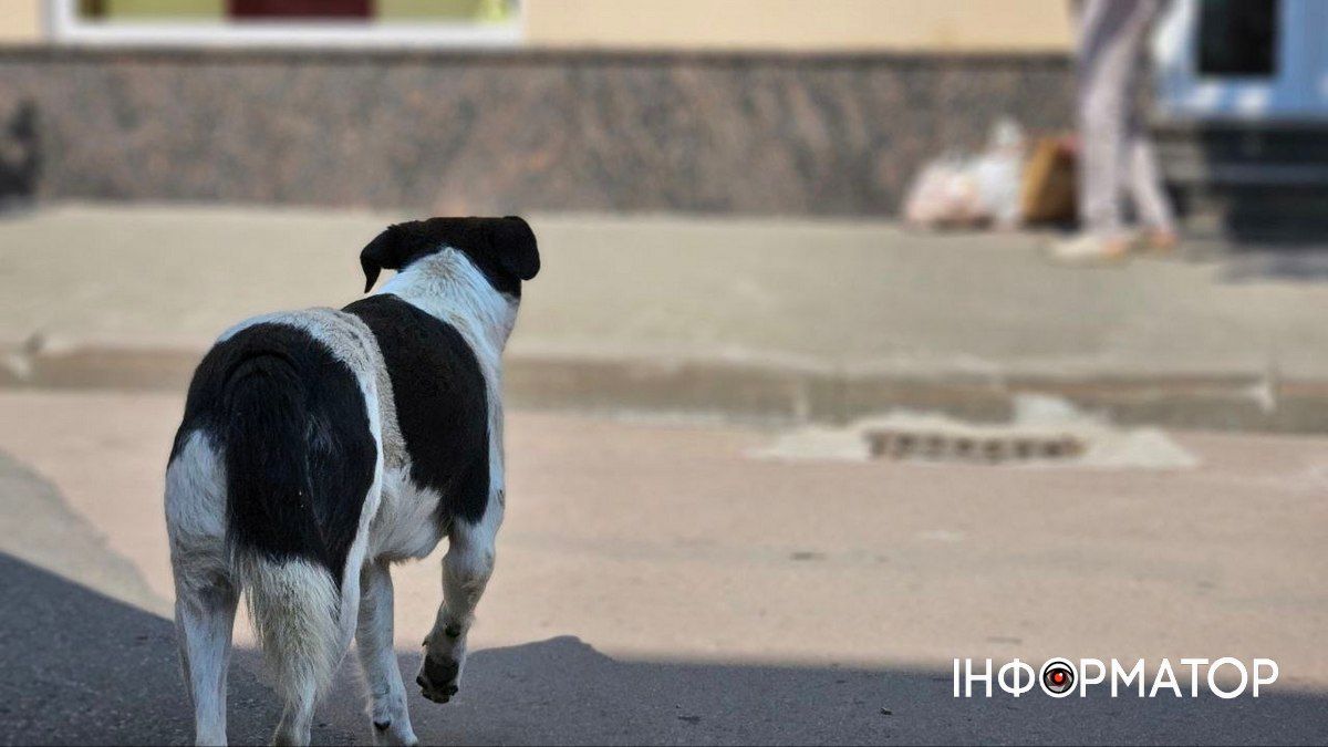 Коломийські хвостики в пошуках сім'ї та дому: добірка чотирилапих