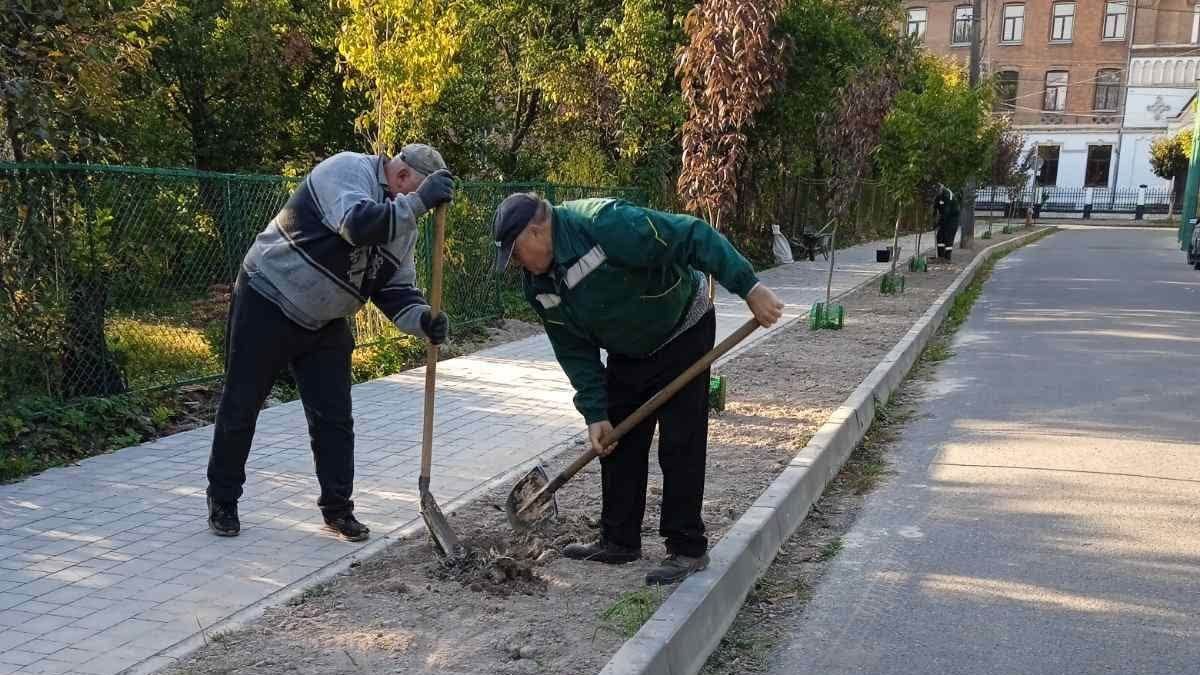 На вулиці Шопена у Коломиї побільшало молодих сакур