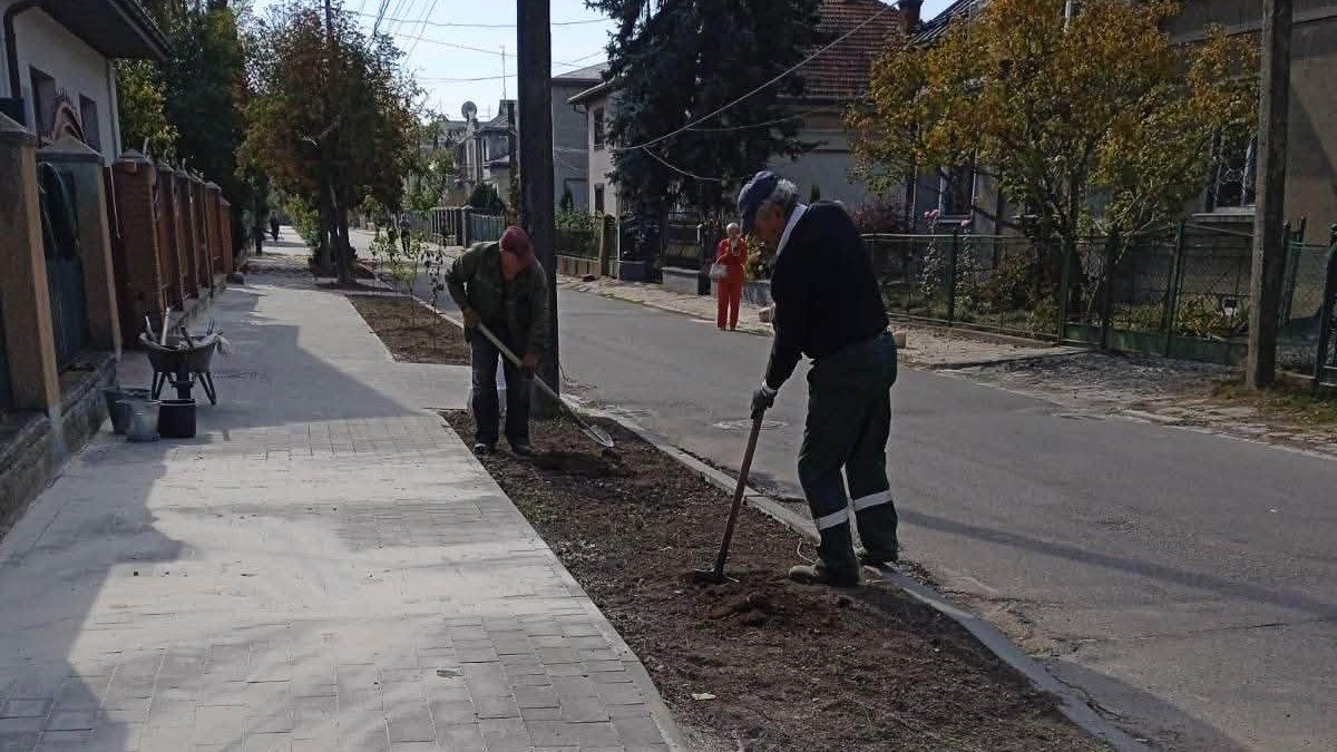 На вулиці Шопена у Коломиї побільшало молодих сакур 2