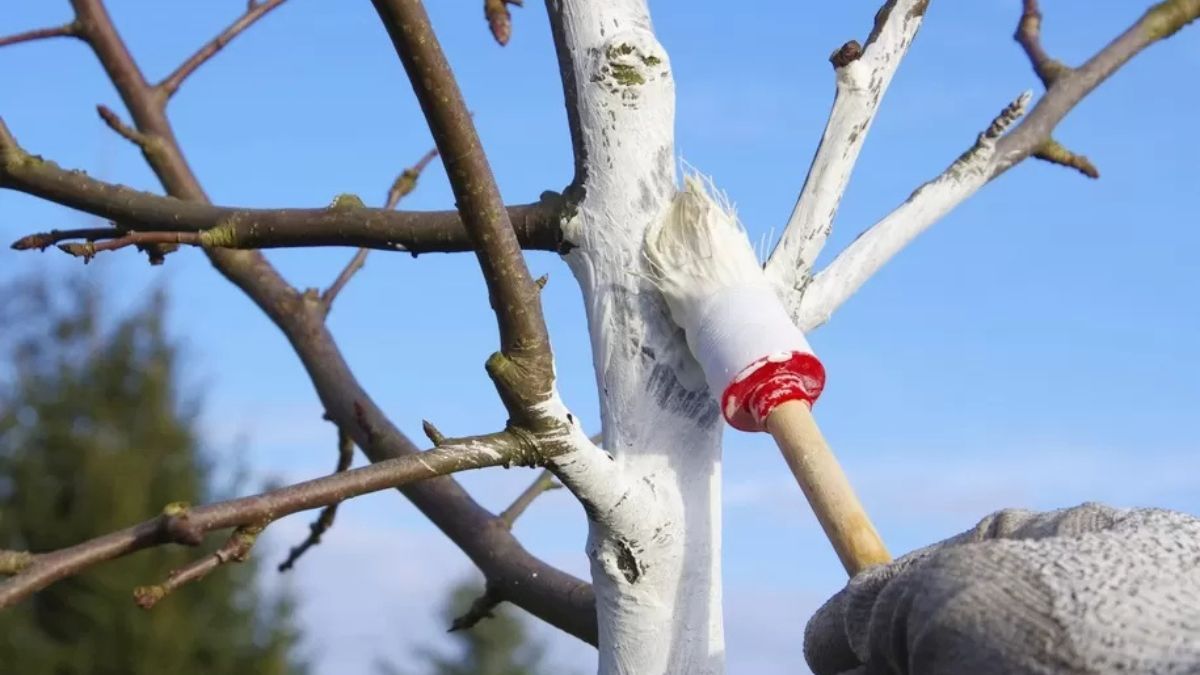 Побілка дерев