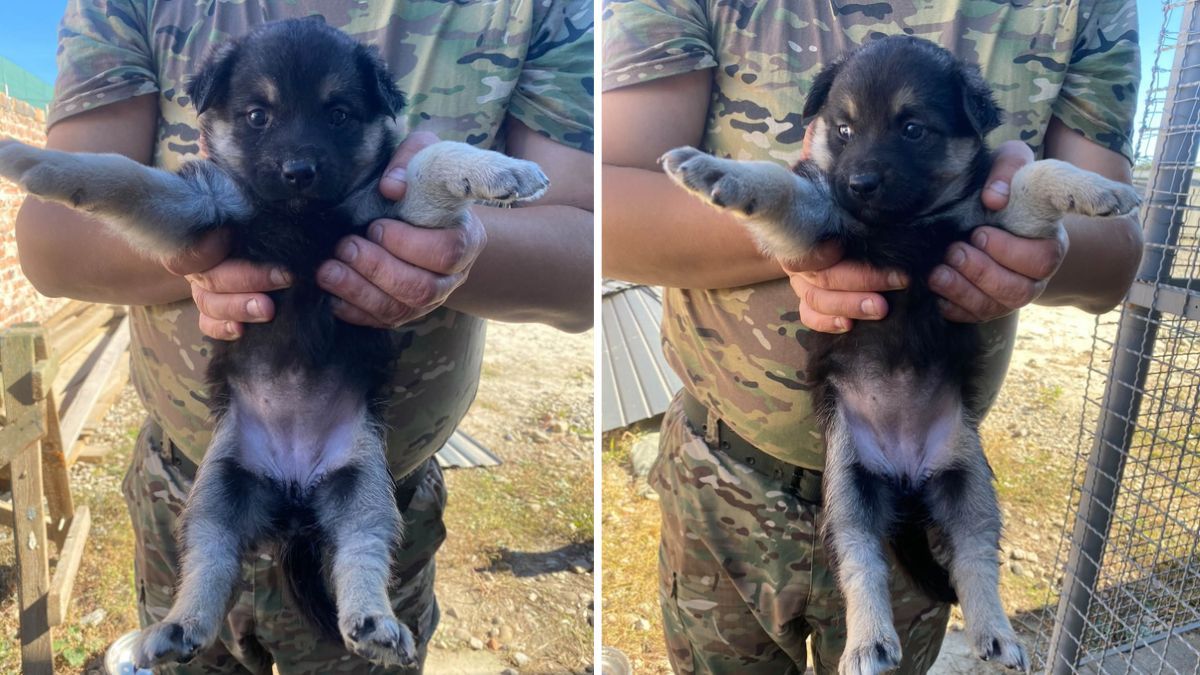 Чотирилапим друзям потрібна домівка у Коломиї 5