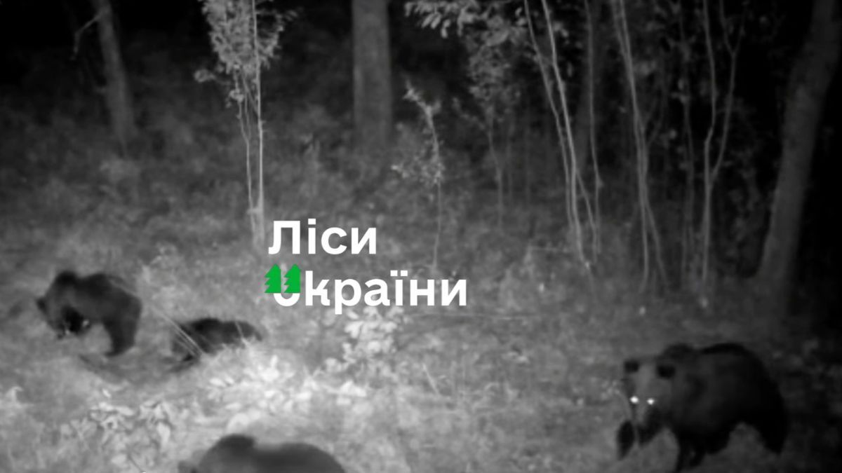 На Прикарпатті нарахували майже сотню бурих ведмедів