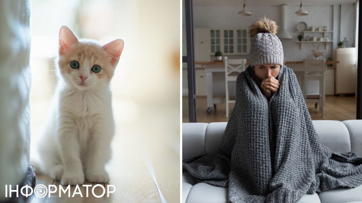 Кот и женщина