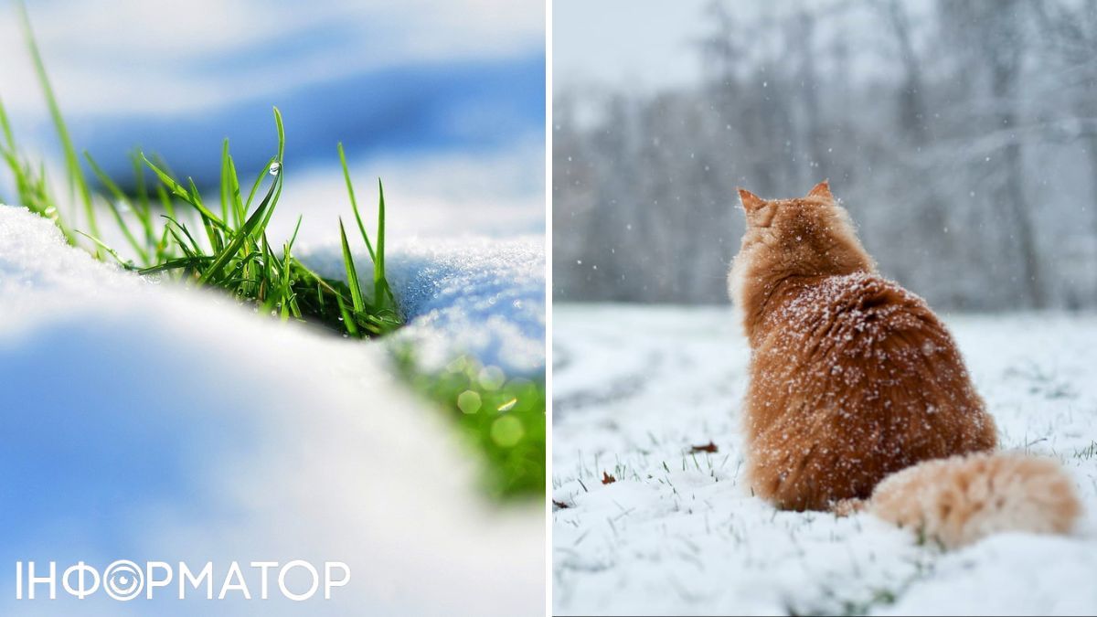 Кот и трава