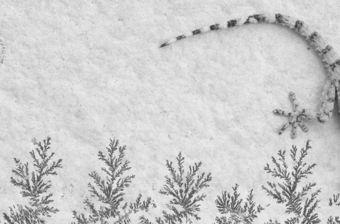 Мавританський геккон (Tarentola mauritanica) піднімається на стіну, покриту відкладеннями корисних копалин, схожими на дерева Мавританський геккон (Tarentola mauritanica) піднімається на стіну, покриту відкладеннями корисних копалин, схожими на дерева