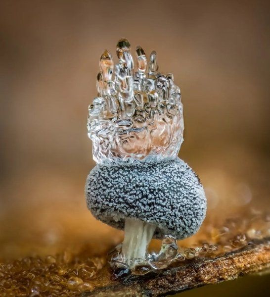 Слизовик ( Didymiumquamulosum ) гордо носить крижану корону Слизовик ( Didymiumquamulosum ) гордо носить крижану корону