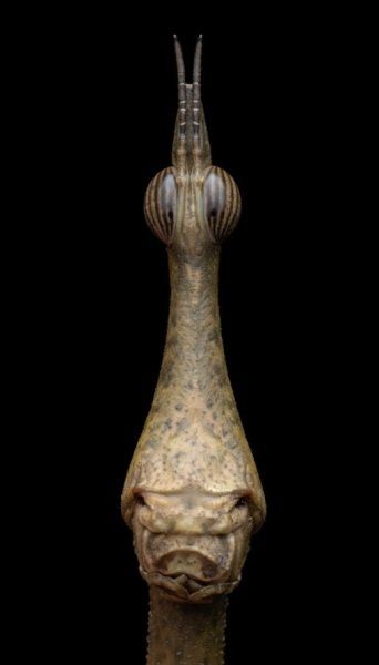 Наполовину коник, наполовину паличник, ця паличка, що стрибає (Стифра) являє собою комічний портрет Наполовину коник, наполовину паличник, ця паличка, що стрибає (Стифра) являє собою комічний портрет