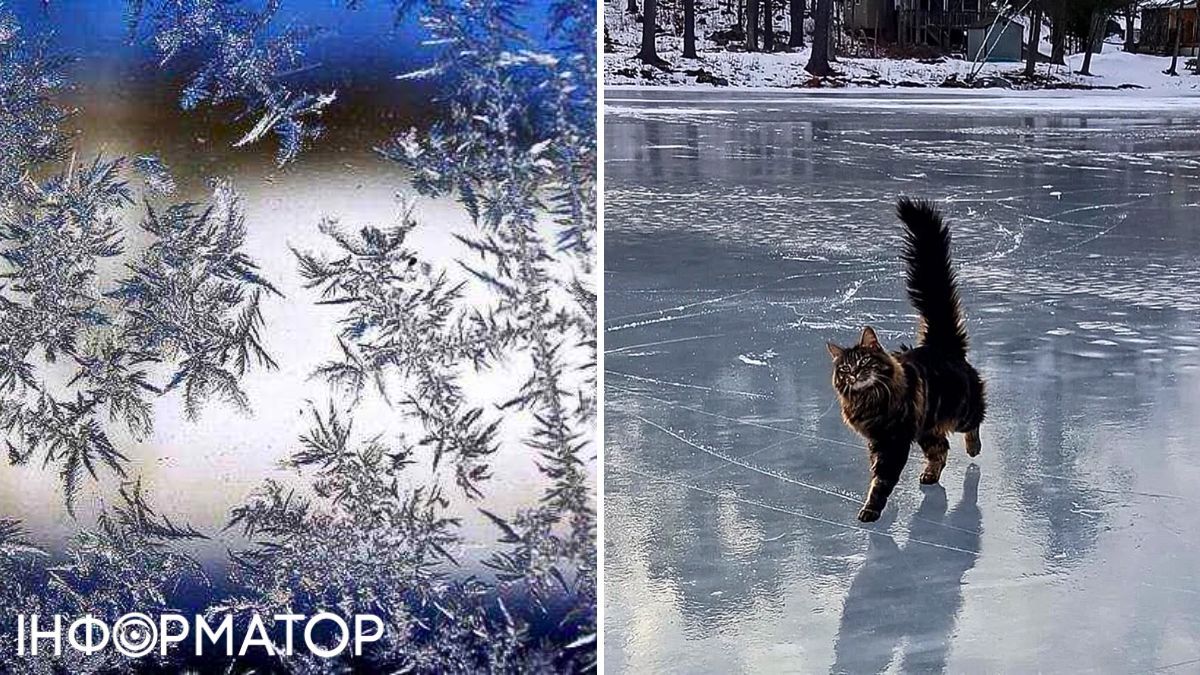 Кот и мороз