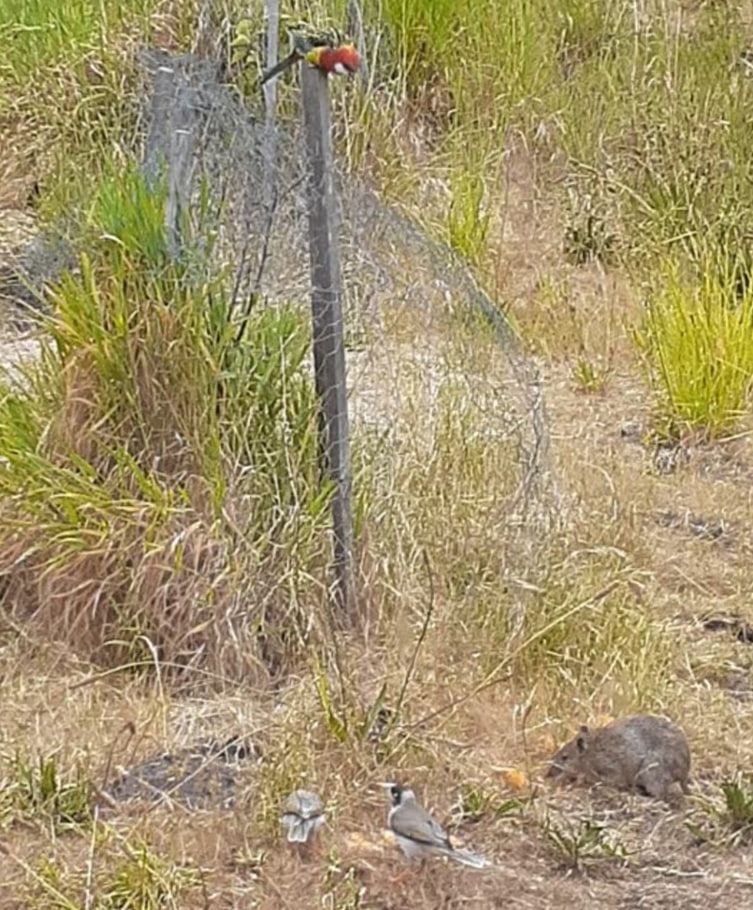 Теперь Мюррей прославляет пришедшую в ее сад дикую природу, при этом виды знают, что их никто не беспокоит. Теперь Мюррей прославляет пришедшую в ее сад дикую природу, при этом виды знают, что их никто не беспокоит.