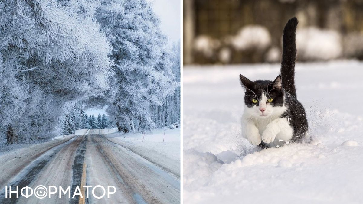 Кіт та дорога