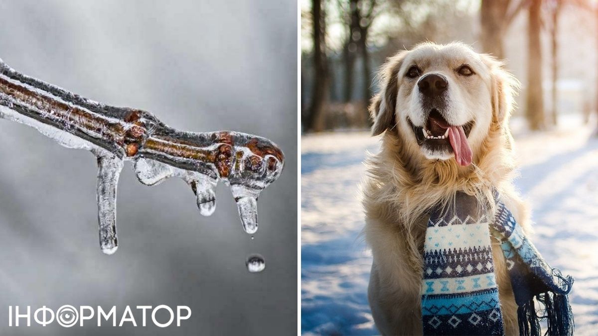 Собака та гілка