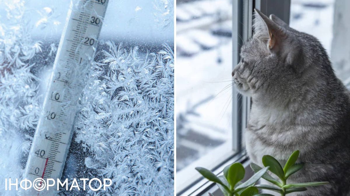 Кот и мороз