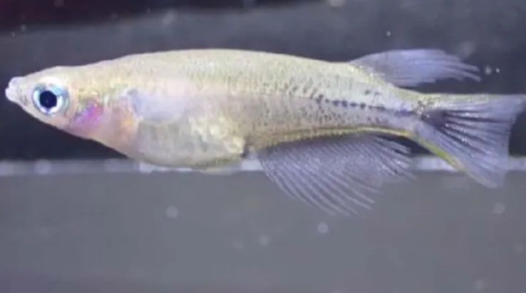 У самця знаменитої медаки починають з'являтися чорні мітки У самця знаменитої медаки починають з'являтися чорні мітки