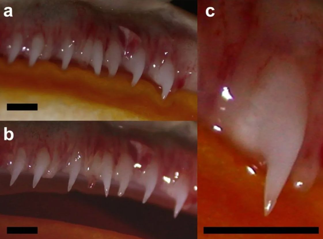 Верхньощелепні зуби Ceratophrys cranwelli, видно у верхній частині статті. Верхньощелепні зуби Ceratophrys cranwelli, видно у верхній частині статті.