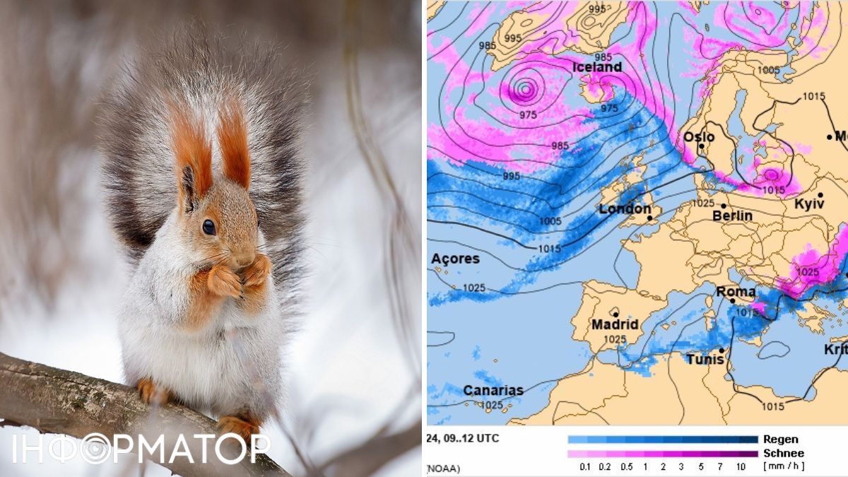 Білка та карта