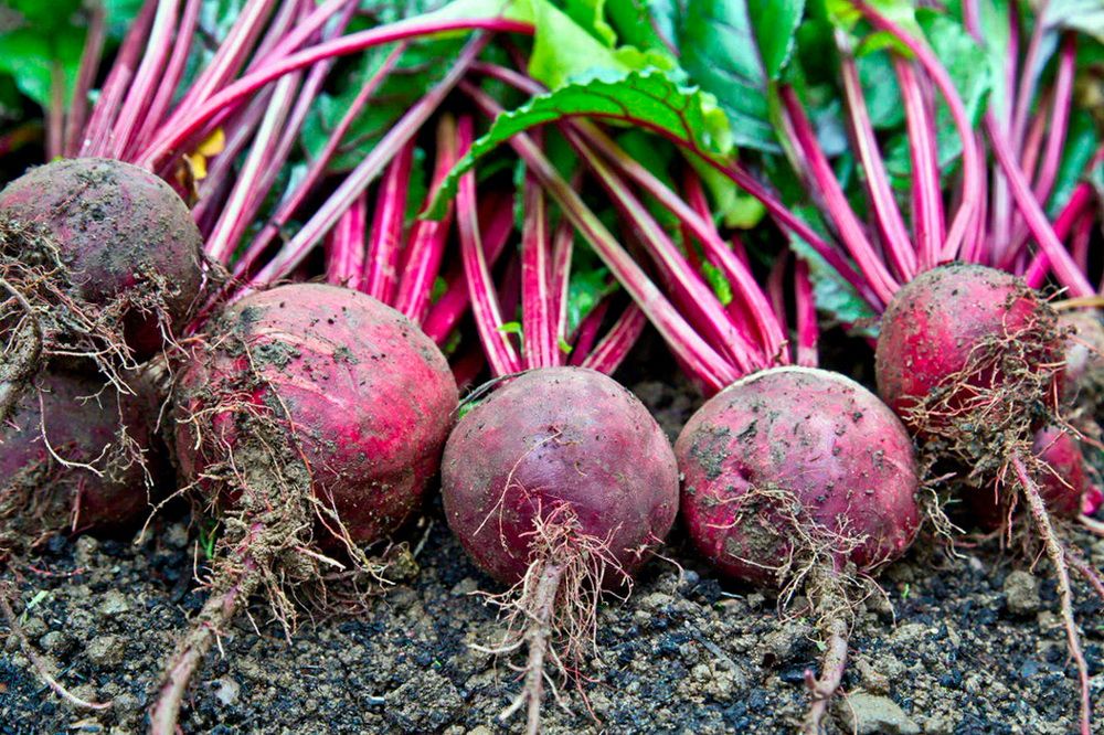 Свекла улучшает кожу - и не методом натирания щек. Свекла улучшает кожу - и не методом натирания щек.