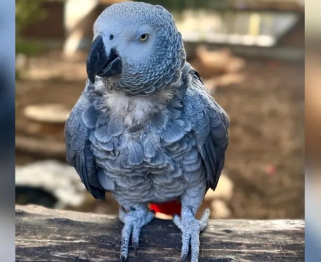 По словам сотрудников Линкольнширского парка дикой природы, Капитан - один из самых плодородных лайников По словам сотрудников Линкольнширского парка дикой природы, Капитан - один из самых плодородных лайников