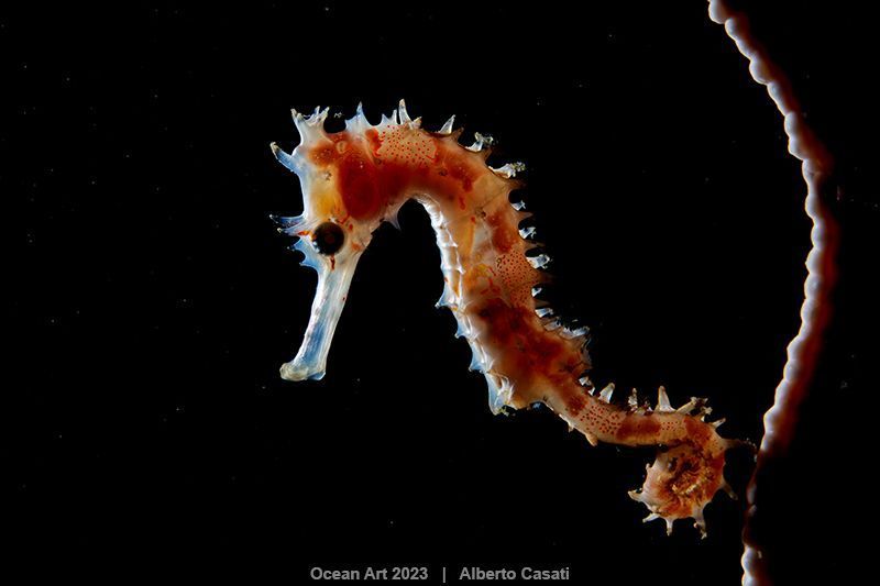 "Каваллуччо" посів перше місце в категорії "Макро"