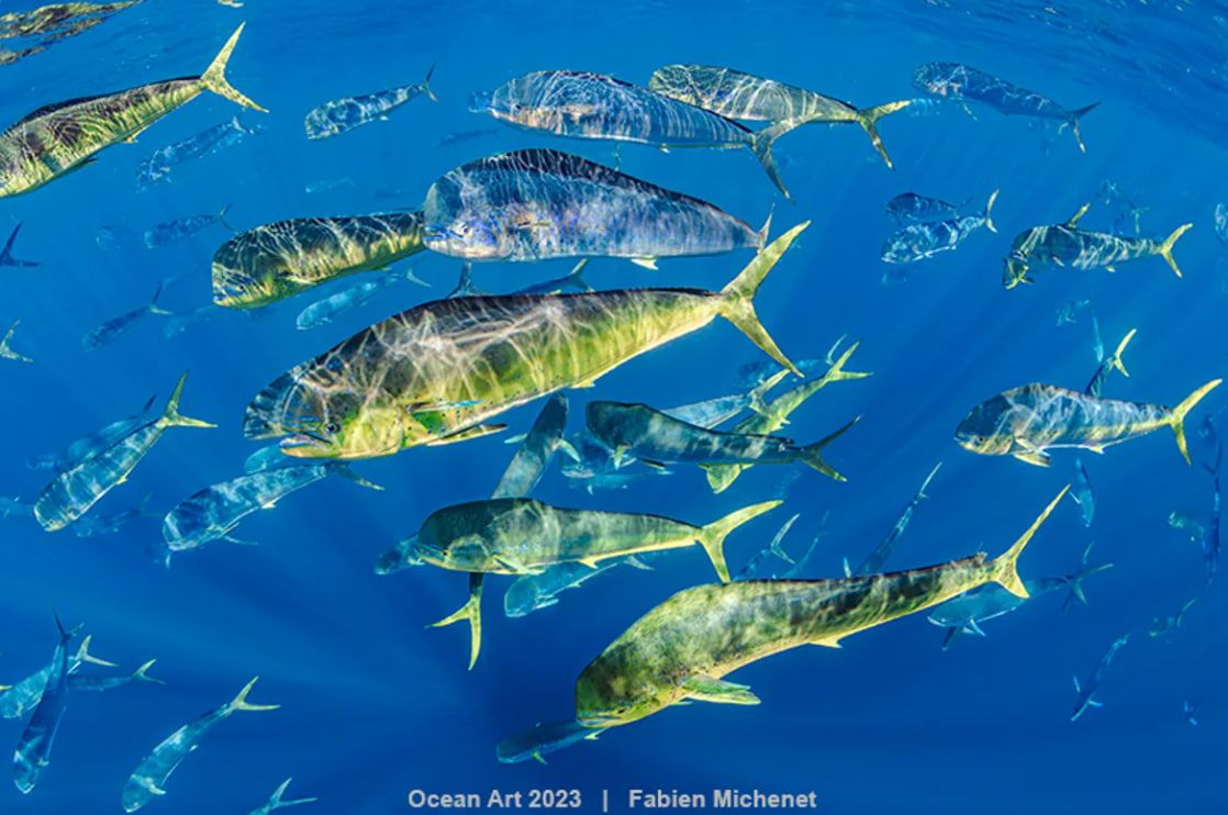 «Махі-Махі Блум": почесна згадка у категорії "Широкий кут"